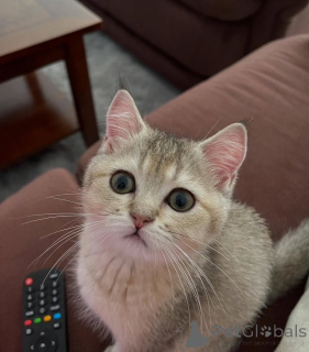 Foto №1. britisch kurzhaar - zum Verkauf in der Stadt Killarni | verhandelt | Ankündigung № 156693