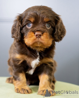 Foto №2 zu Ankündigung № 155454 zu verkaufen cavalier king charles spaniel - einkaufen Schweden quotient 	ankündigung