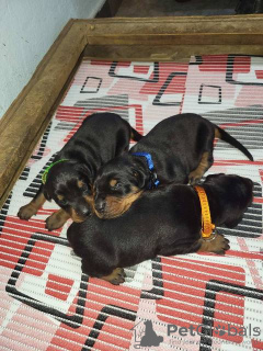 Foto №3. Dobermannwelpen. Serbien