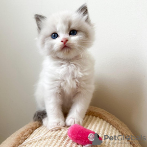 Foto №1. ragdoll-katze - zum Verkauf in der Stadt New York | 379€ | Ankündigung № 53161