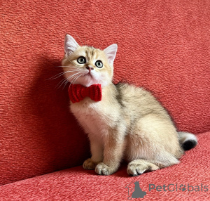 Foto №4. Ich werde verkaufen schottische faltohrkatze in der Stadt Bratislava. züchter - preis - verhandelt