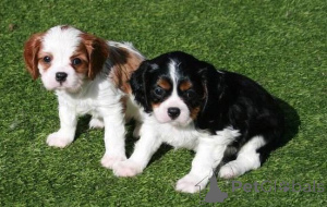 Foto №1. cavalier king charles spaniel - zum Verkauf in der Stadt Helsinki | verhandelt | Ankündigung № 174024