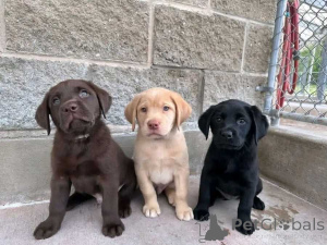 Foto №1. labrador retriever - zum Verkauf in der Stadt Denver | 484€ | Ankündigung № 174340