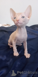 Foto №4. Ich werde verkaufen don sphynx in der Stadt Krasnojarsk. züchter - preis - 185€