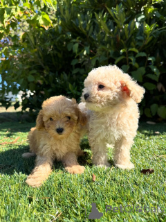 Foto №1. pudel (toy) - zum Verkauf in der Stadt Warschau | verhandelt | Ankündigung № 160833