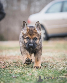 Foto №4. Ich werde verkaufen deutscher schäferhund in der Stadt Middlesbrough. quotient 	ankündigung, vom kindergarten, aus dem tierheim, züchter - preis - verhandelt