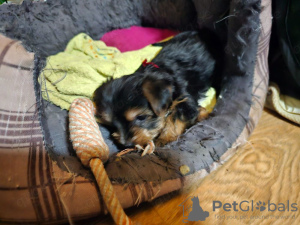 Foto №3. Cachorros Yorkie en Busca de Abrelatas. Spanien