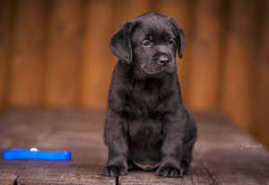 Zusätzliche Fotos: Zwinger FCI, Labrador Puppies