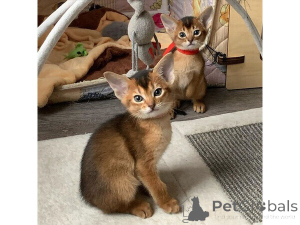 Foto №1. abessinierkatze - zum Verkauf in der Stadt Kollnburg | verhandelt | Ankündigung № 169467