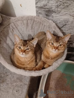 Foto №1. burma-katze - zum Verkauf in der Stadt Бургдорф | 500€ | Ankündigung № 130345