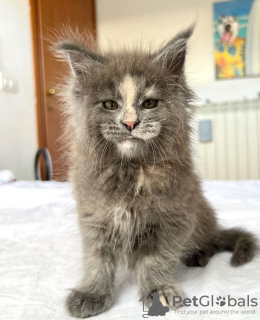 Foto №1. maine-coon-katze - zum Verkauf in der Stadt Colorado Springs | 284€ | Ankündigung № 103247