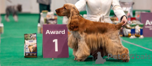 Foto №2. Paarung Service english cocker spaniel. Preis - verhandelt