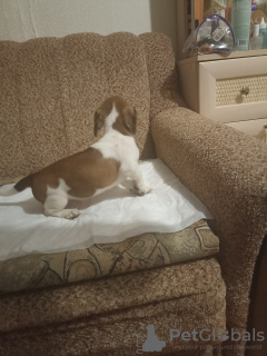 Foto №3. Welpen zu verkaufen. Russische Föderation