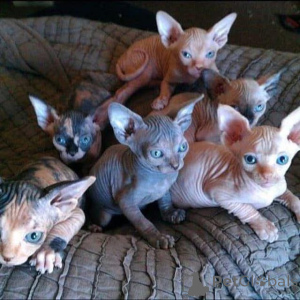 Foto №1. sphynx-katze - zum Verkauf in der Stadt Barcelona | 600€ | Ankündigung № 160911
