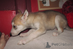 Foto №2 zu Ankündigung № 146695 zu verkaufen deutscher schäferhund - einkaufen USA züchter