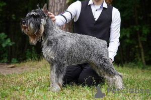 Foto №1. schnauzer - zum Verkauf in der Stadt Korolev | 493€ | Ankündigung № 99533