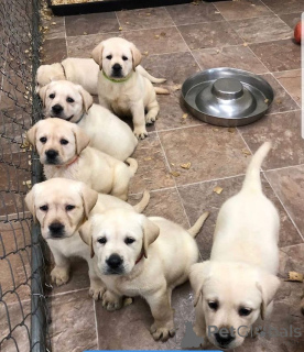 Foto №2 zu Ankündigung № 168072 zu verkaufen labrador retriever - einkaufen Deutschland quotient 	ankündigung