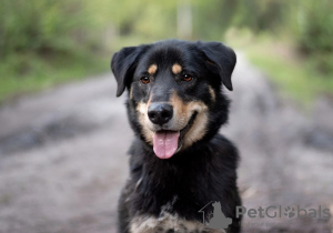 Foto №4. Ich werde verkaufen mischlingshund in der Stadt Москва. quotient 	ankündigung - preis - Frei