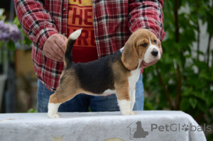 Foto №1. beagle - zum Verkauf in der Stadt Minsk | 188€ | Ankündigung № 168999