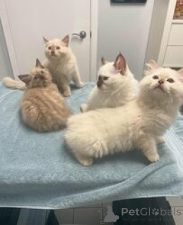 Foto №1. ragdoll-katze - zum Verkauf in der Stadt Antwerpen | Frei | Ankündigung № 154163