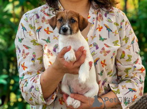 Foto №3. Welpe Jack Russell Terrier mit Champions. Russische Föderation