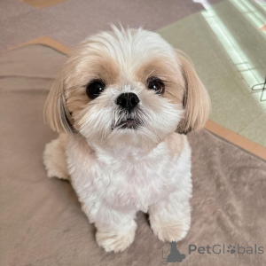 Foto №1. shih tzu - zum Verkauf in der Stadt Калифорния Сити | 319€ | Ankündigung № 138772