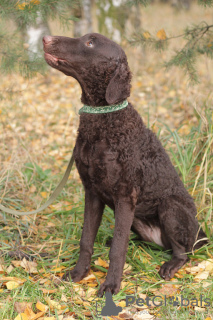 Foto №2 zu Ankündigung № 43429 zu verkaufen curly coated retriever - einkaufen Russische Föderation quotient 	ankündigung