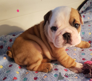 Foto №1. englische bulldogge - zum Verkauf in der Stadt Birkirkara | 600€ | Ankündigung № 85906