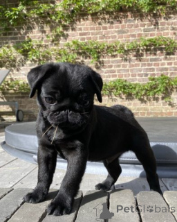 Foto №4. Ich werde verkaufen mops in der Stadt Manila. quotient 	ankündigung - preis - verhandelt