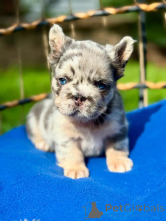 Foto №3. Schöne französische Bulldoggenwelpen Business whatsapp447400576553. Finnland