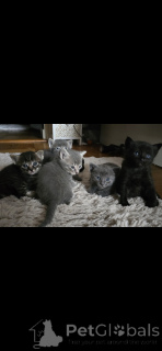 Foto №2 zu Ankündigung № 152172 zu verkaufen siamkatze - einkaufen Schweiz 