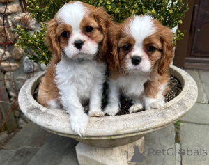 Foto №3. Cavalier King Charles Spaniel-Welpen zum Verkauf. Niederlande