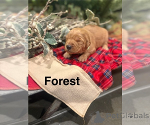 Foto №1. cavalier king charles spaniel, chesapeake bay retriever, golden retriever - zum Verkauf in der Stadt Queens Park | verhandelt | Ankündigung № 161051