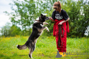 Foto №4. Ich werde verkaufen mischlingshund in der Stadt Москва. quotient 	ankündigung - preis - Frei