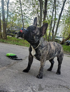 Foto №2 zu Ankündigung № 19728 zu verkaufen französische bulldogge - einkaufen Russische Föderation vom kindergarten