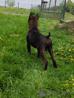 Foto №4. Ich werde verkaufen  in der Stadt Nakło Śląskie. züchter - preis - 160€