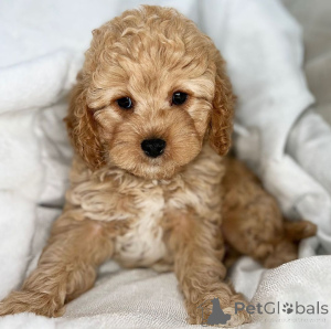 Foto №4. Ich werde verkaufen pudel (toy) in der Stadt Tübingen. züchter - preis - verhandelt