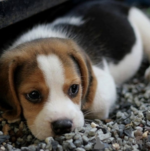 Zusätzliche Fotos: Entzückende kleine Beagle-Welpen zu verkaufen