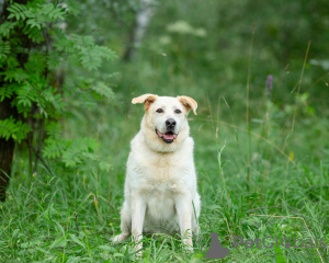 Foto №4. Ich werde verkaufen mischlingshund in der Stadt Москва. quotient 	ankündigung - preis - Frei