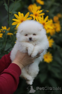 Foto №3. Pommerscher Spitz, Rassewelpen für Sie heute!. Weißrussland