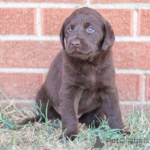 Foto №2 zu Ankündigung № 175901 zu verkaufen labrador retriever - einkaufen Deutschland quotient 	ankündigung