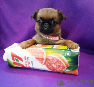 Foto №3. Mini-Mädchen Petit Brabançon. Russische Föderation