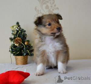 Foto №2 zu Ankündigung № 162354 zu verkaufen shetland sheepdog - einkaufen Lettland züchter