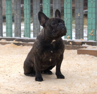 Foto №3. Junge französische Bulldogge wartet auf Eigentümer. Russische Föderation