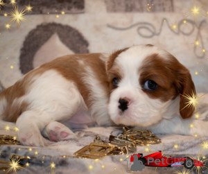Foto №4. Ich werde verkaufen cavalier king charles spaniel in der Stadt Minsk. züchter - preis - verhandelt