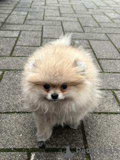 Foto №2 zu Ankündigung № 52317 zu verkaufen  - einkaufen Deutschland quotient 	ankündigung