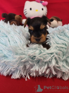 Foto №2 zu Ankündigung № 138934 zu verkaufen biewer terrier - einkaufen Belgien quotient 	ankündigung, züchter