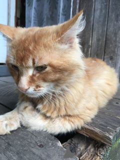 Zusätzliche Fotos: Sonniger Kater Bonifatius! Bringen Sie das Glück der Katze zurück!