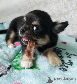 Foto №3. Chihuahua Welpen zur Adoption. USA