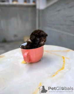 Foto №2 zu Ankündigung № 131052 zu verkaufen yorkshire terrier - einkaufen USA 